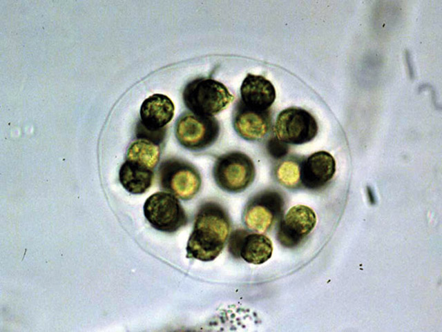 Algae And The Origin Of Eukaryotic Cells Red Algae