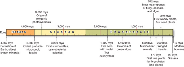 Algae And The Origin Of Eukaryotic Cells Red Algae