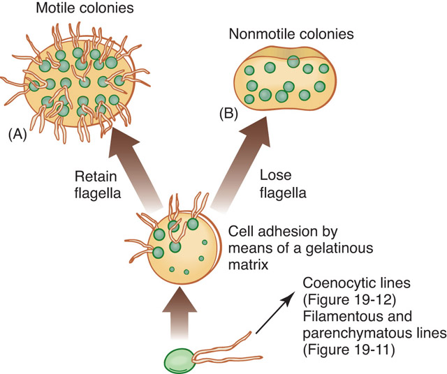Chapter 19 Algae And The Origin Of Eukaryotic Cells